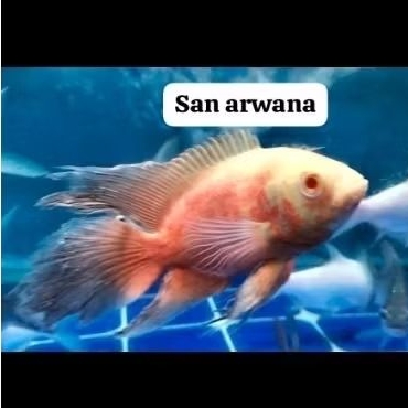 pembersih aquarium tankmate Oscar gm red Paris Oscar red Paris albino slayer