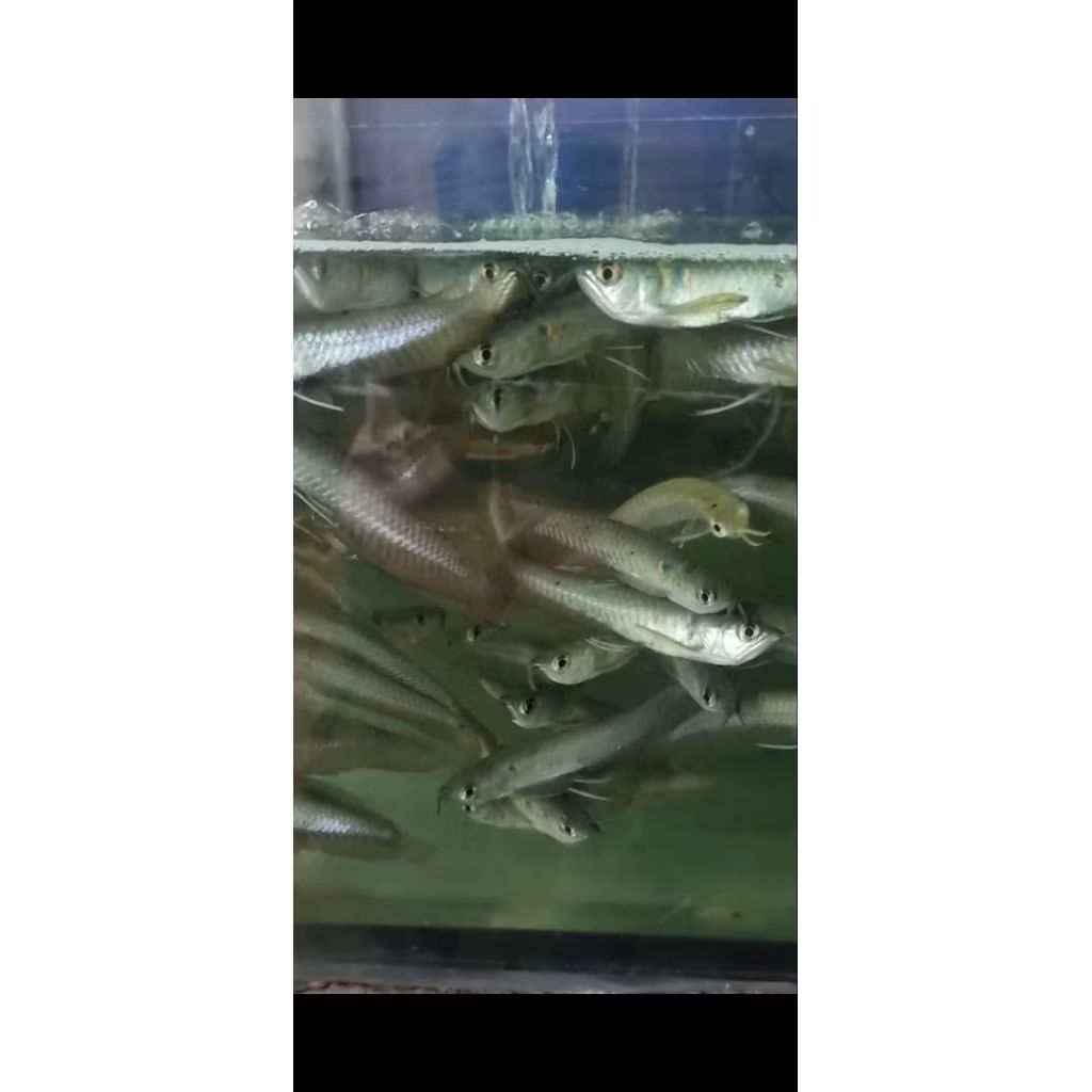 Silver Arowana Brazil