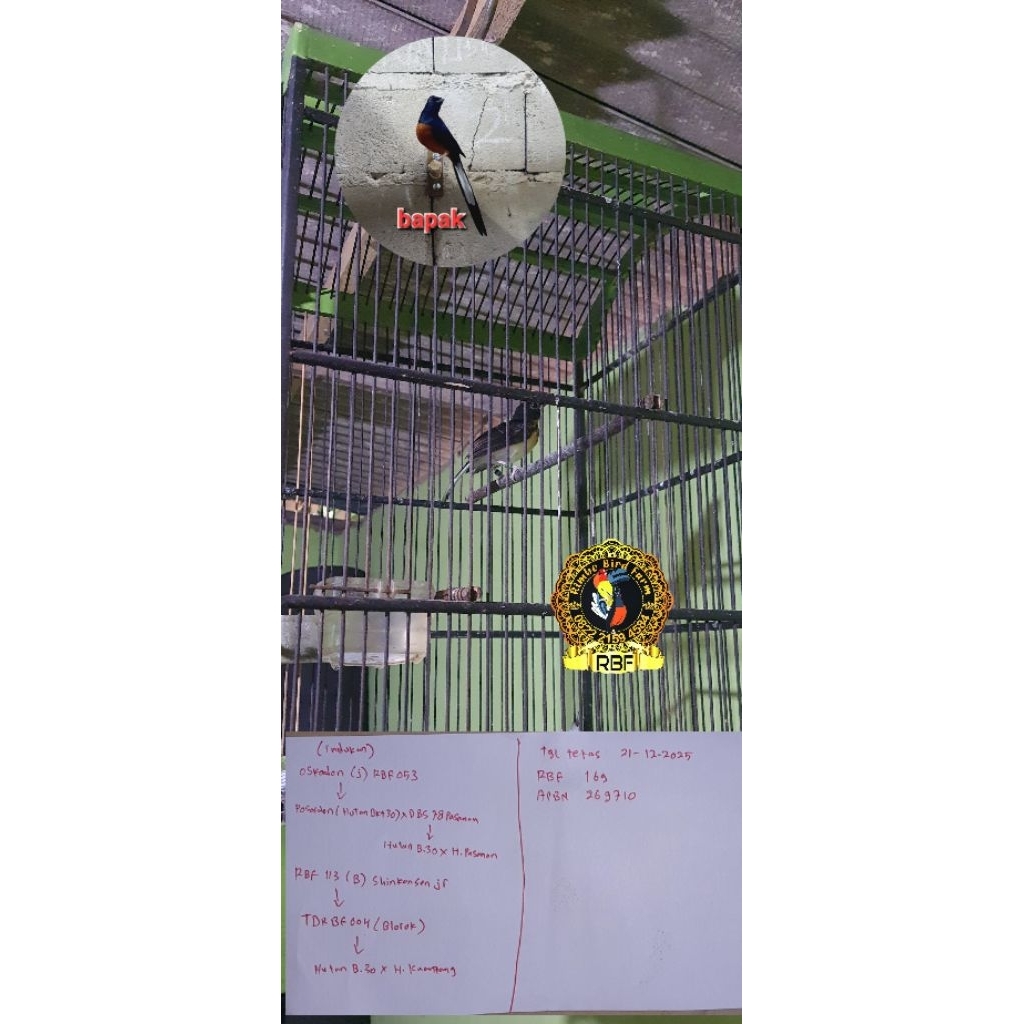 trotol murai batu ring 169 gagah jantan 100%