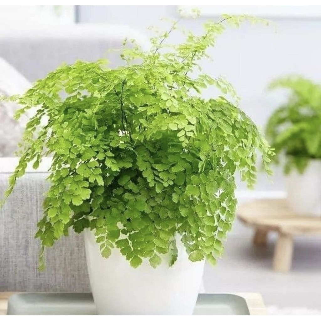 Tanaman Hias Suplir Daun Kecil - Pohon Suplir Gantung