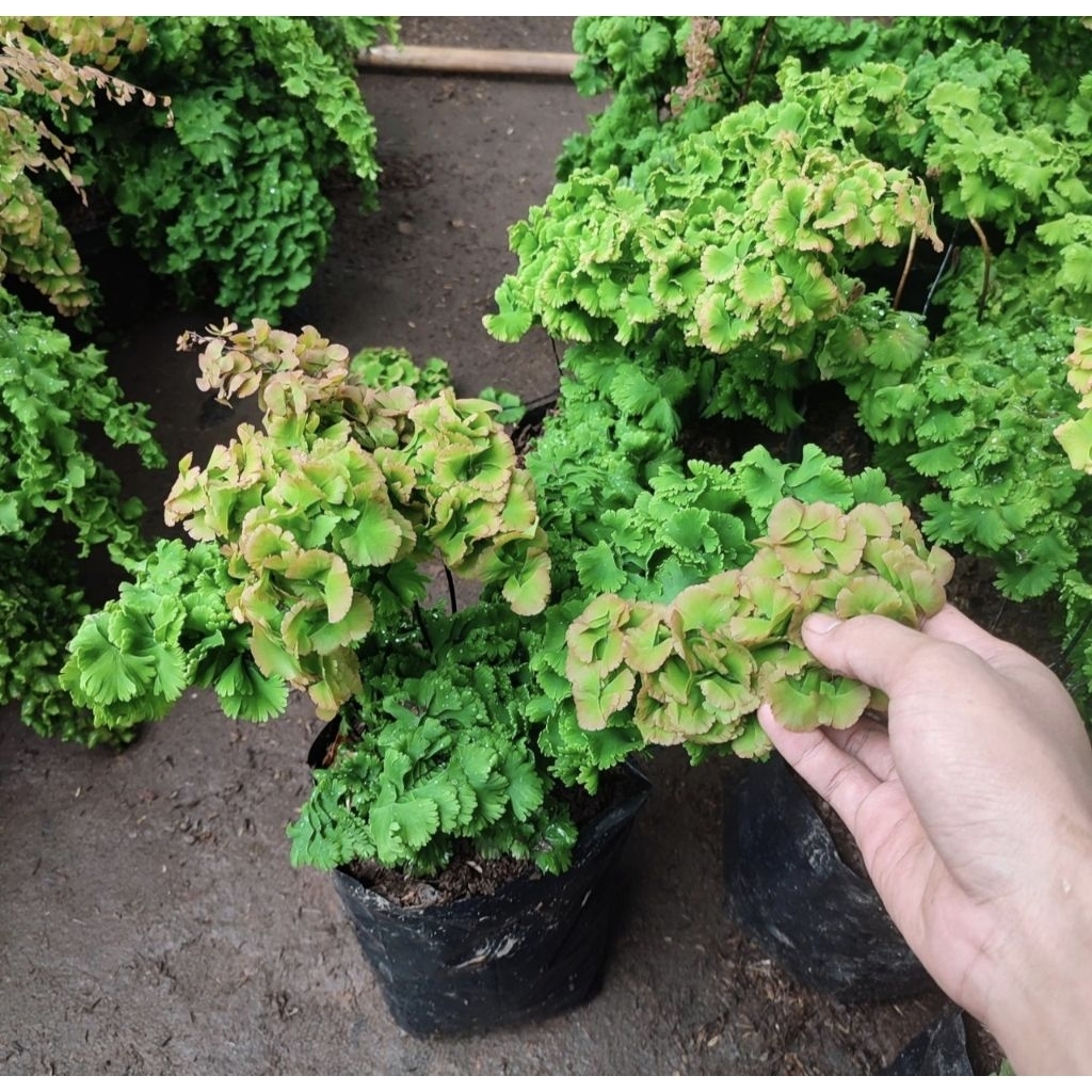 Tanaman Hias Suplir Tusuk sate - tanaman gantung suplir tusuk sate