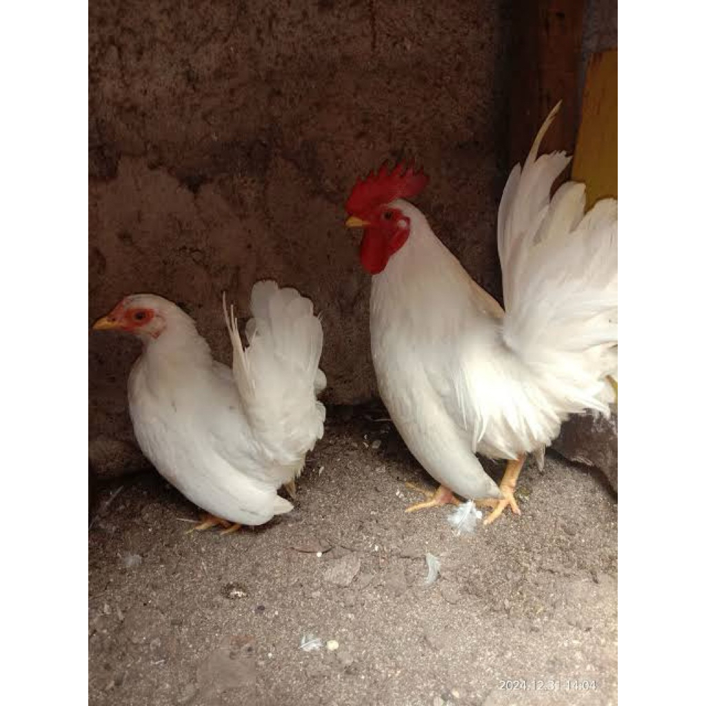 AYAM KATE PUTIH SEPASANG