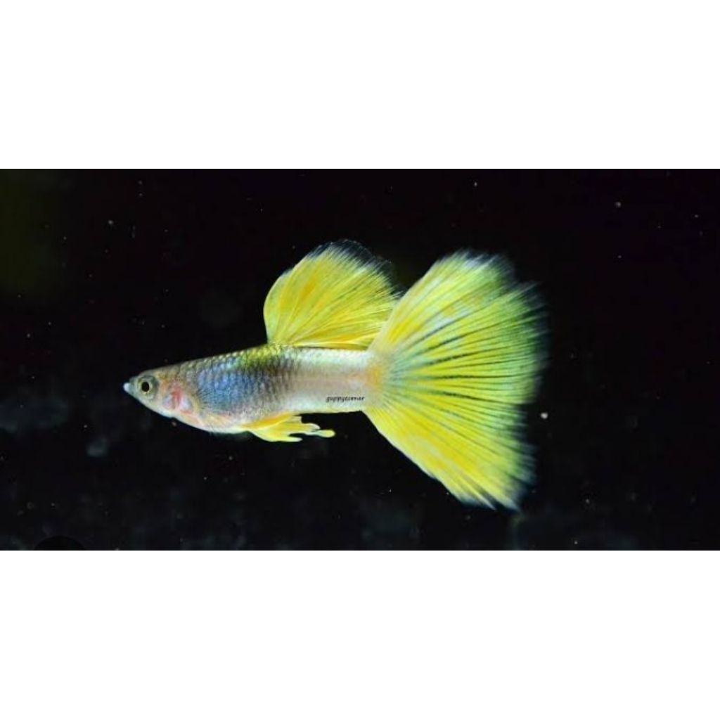 Ikan Guppy Yellow Pingue Pasangan – Siap Breeding | Guppy Hias
