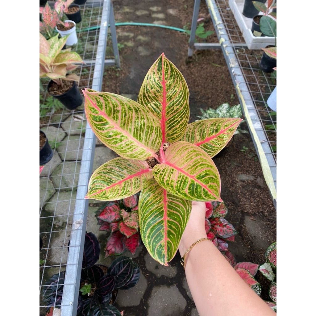 AGLAONEMA KRESNA GOLDEN