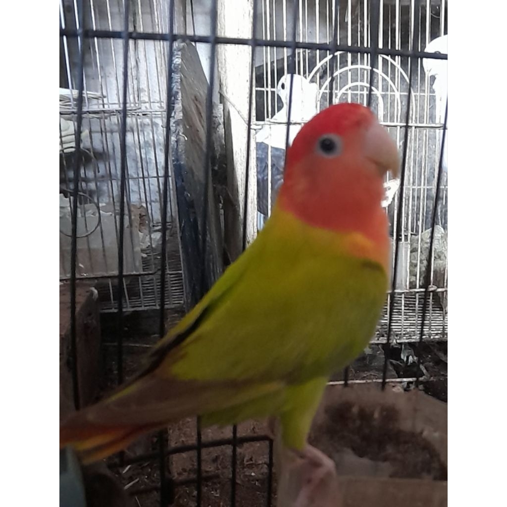 BURUNG LOVEBIRD NK JANTAN satuan