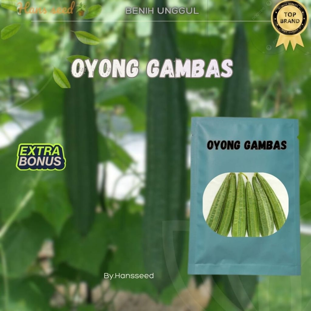 (70 biji) BIJI BENIH OYONG GAMBAS (EMES) LOKAL UNGGUL | EXTRA BONUS