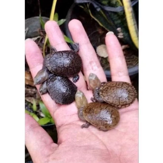 Siebenrocky | Leher Panjang | Sieben