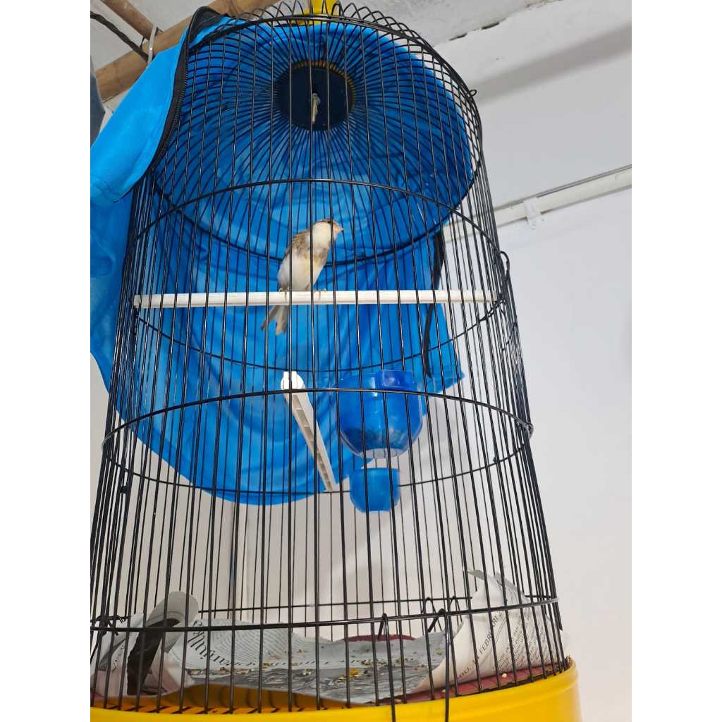 Burung kenari loper panda riwikan kasar