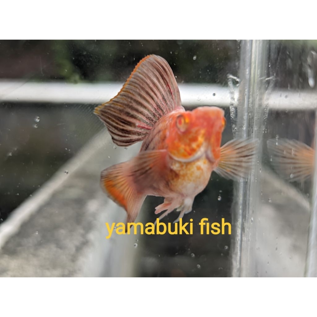 albino coco hanter sailfine molly ballon roundtail aksesoris aquarium