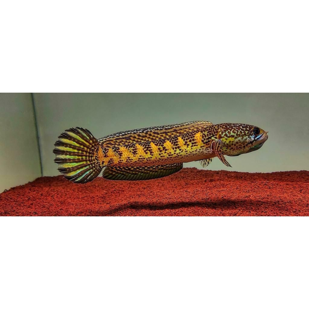 channa auranti baby 5-7 cm great A++pilihan sortiran terbaik