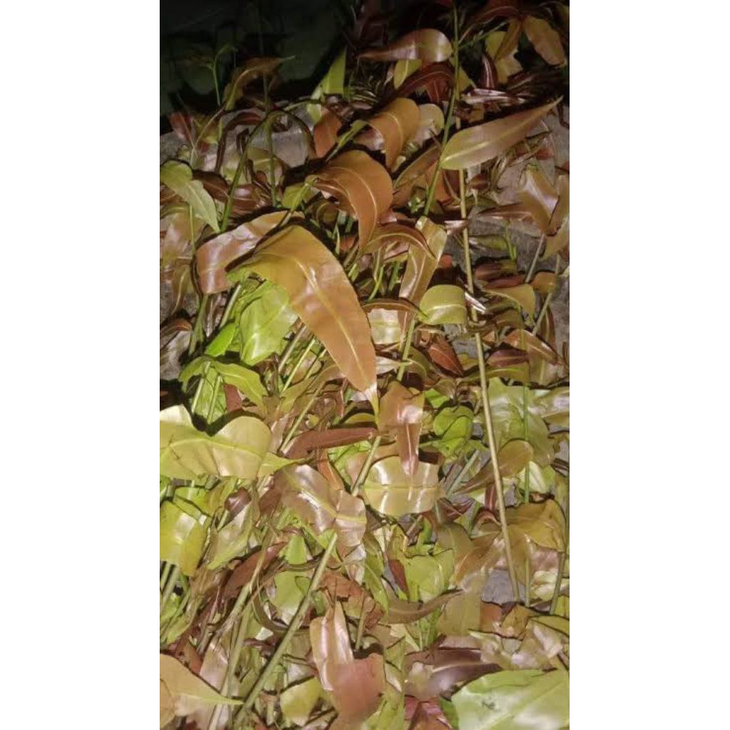 daun pakis merah sayuran segar 1/4 kilo Ter murah