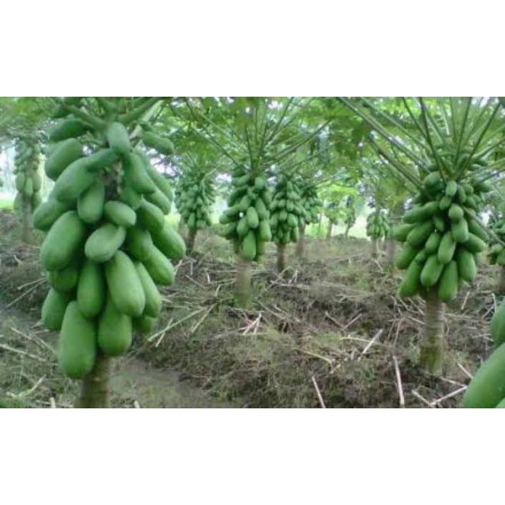 Benih Biji Pepaya Manis F1 California 3 Bibit Benih Biji Tanaman Buah Pepaya California F1 Unggul