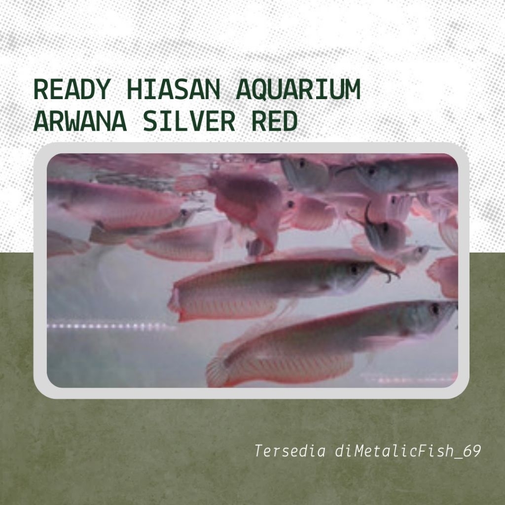 Ready Paketan 1 pasang Arwana Silver Red ( Aksesoris Aquarium )