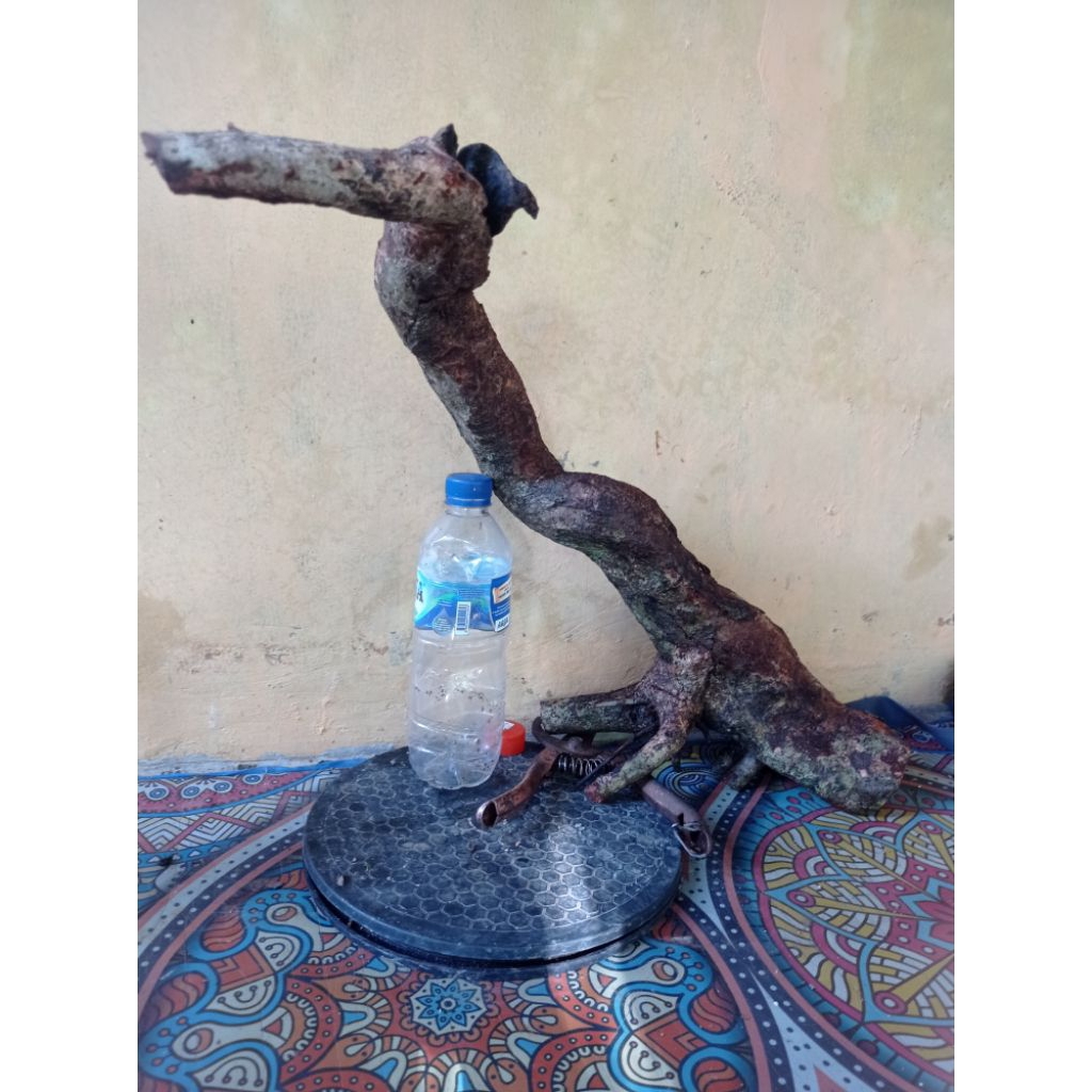 Bahan bonsai Rukem pucuk merah karakter mewahh