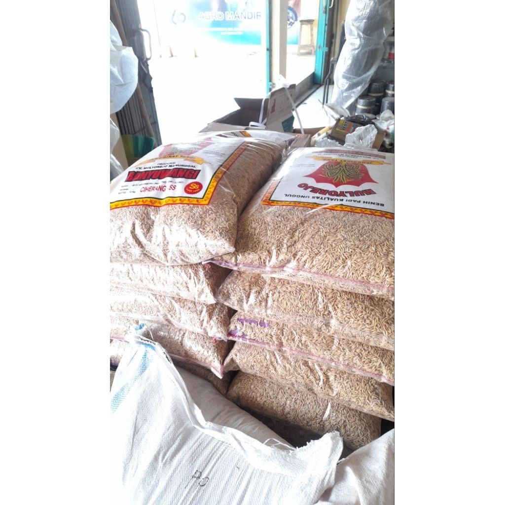 bibit padi ciherang ss banyuwangi 10kg