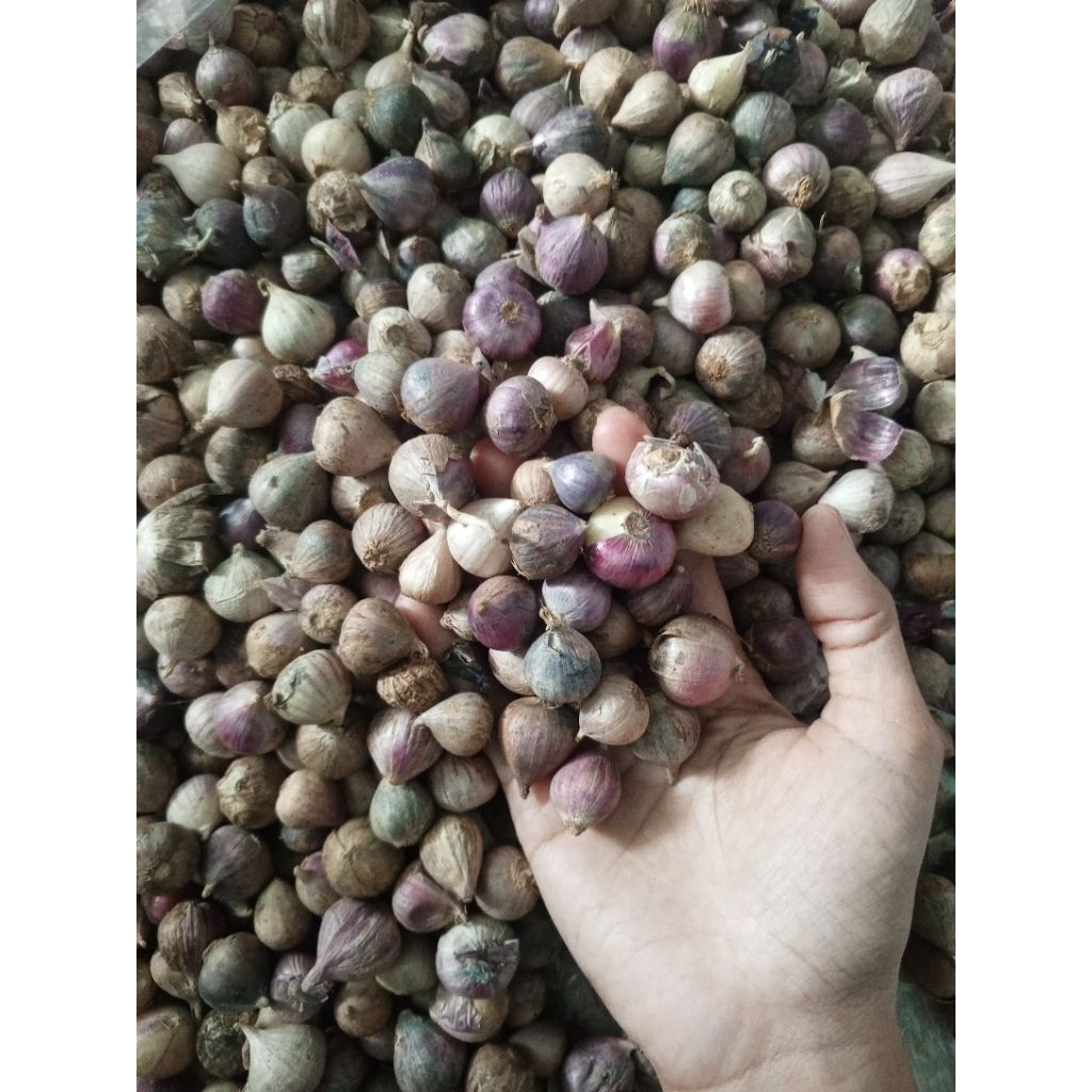 Bawang Lanang,Bawang putih tunggal,import asli,ukuran campur sedang dan kecil