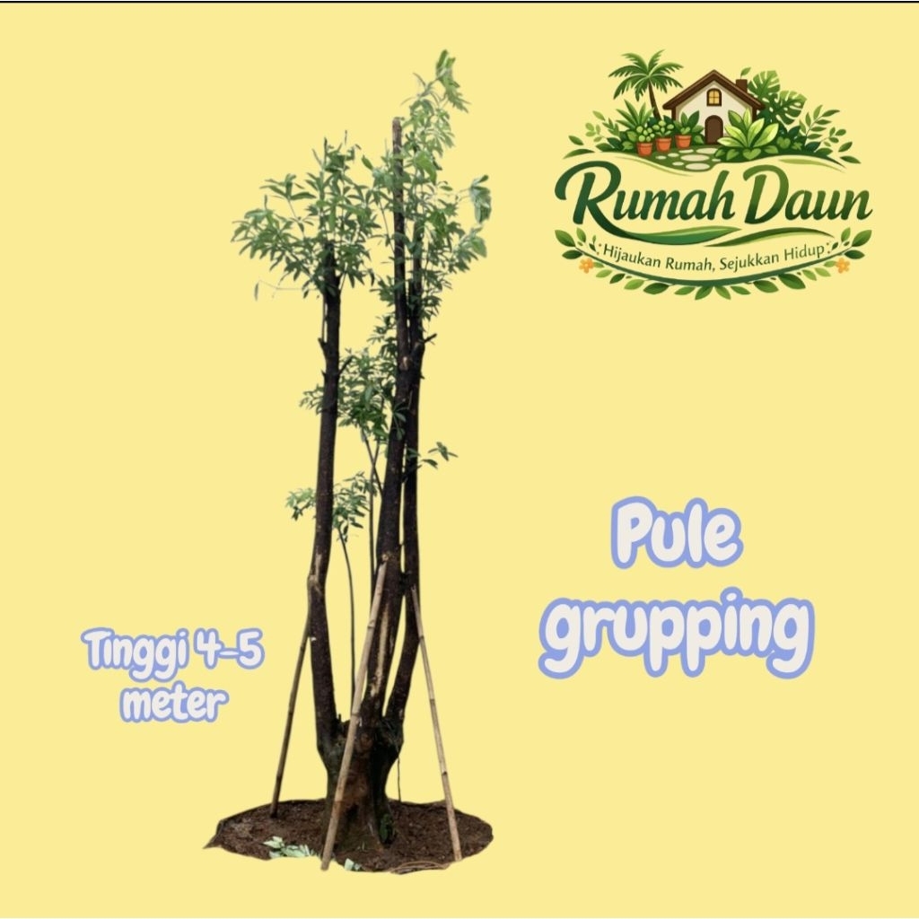 tanaman hias pelindung pule gruping - pohon pule grupping - pohon pule