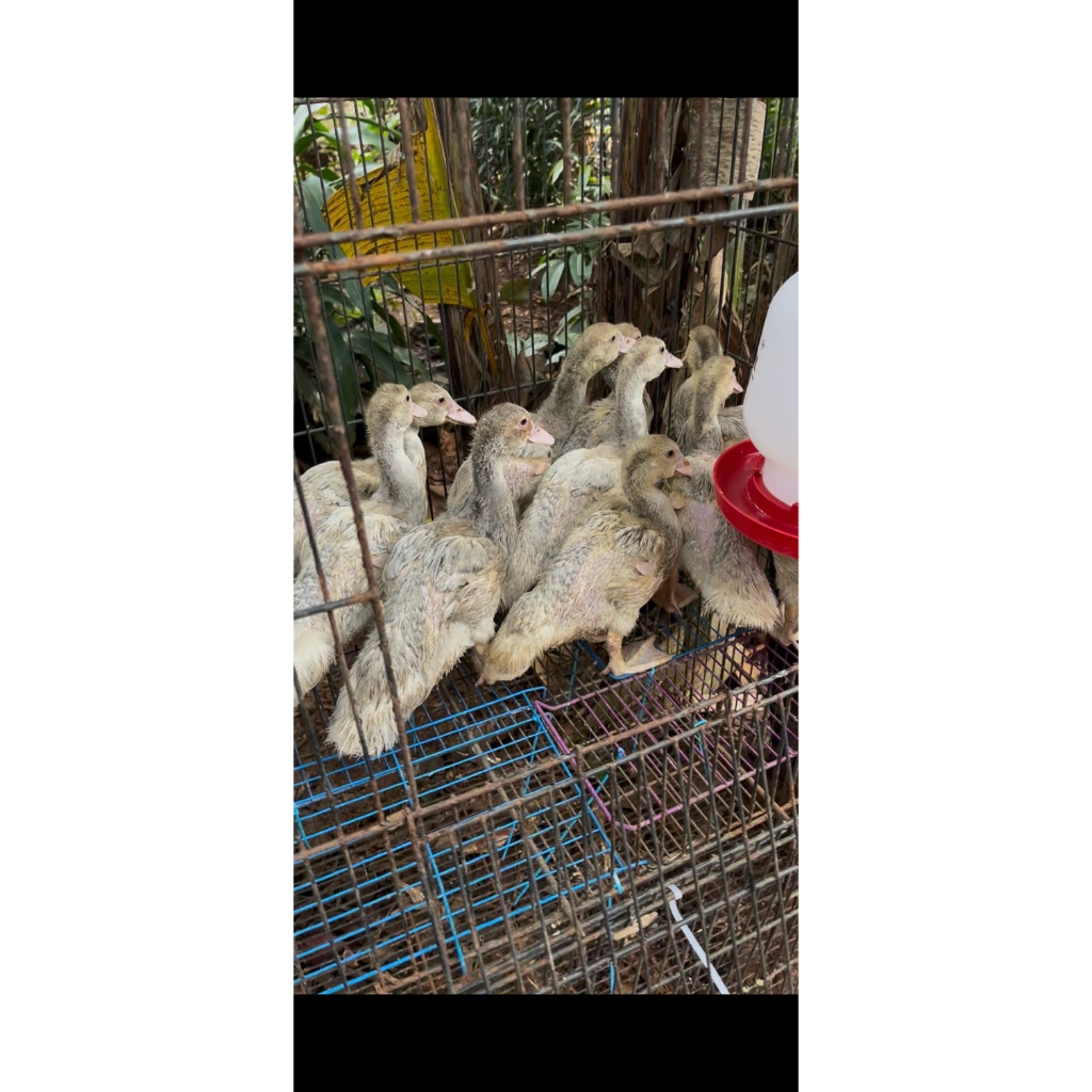 Anak entok Rambon usia 1 bulan