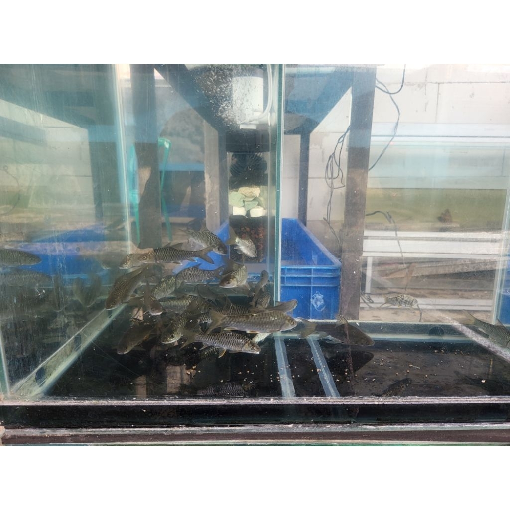 Mahseer 5 - 7 cm