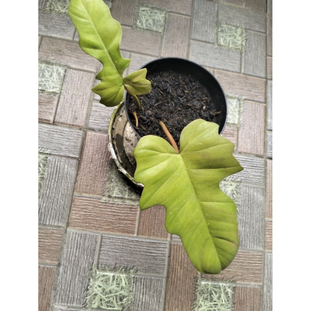 Flomay Varigata ( Flobe x Mayoi  Varigata)