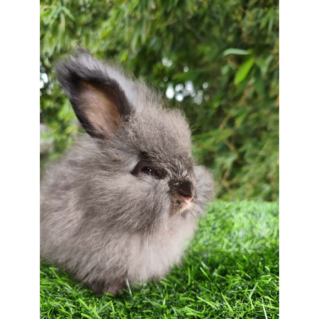 Kelinci english anggora