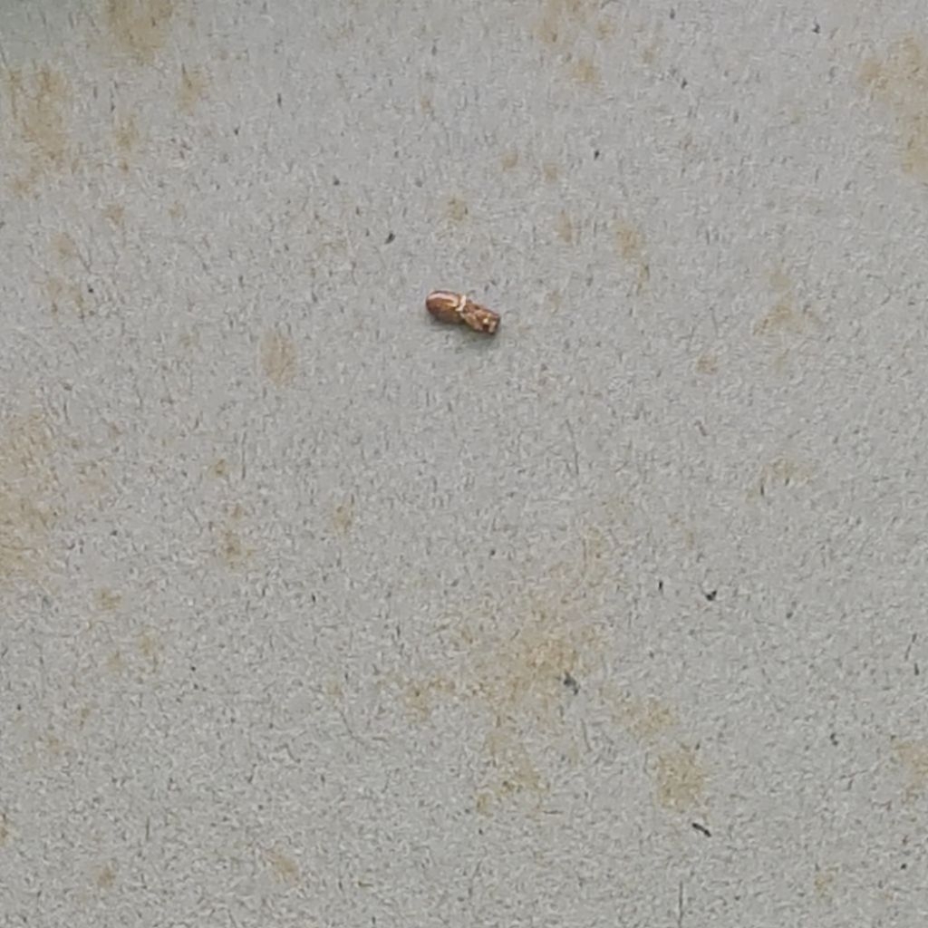 COMING SOON AC RYAN PLAYON