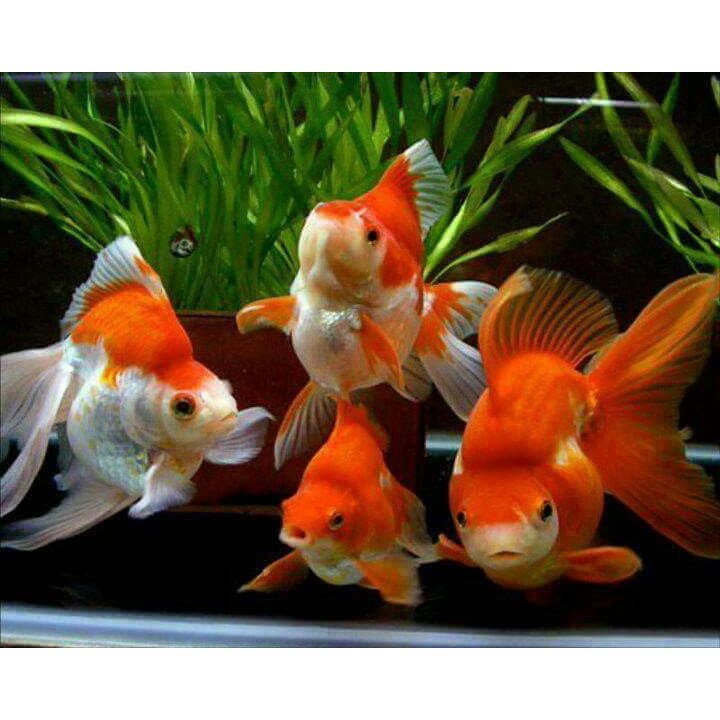 Ikan hias air tawar MAS KOKI ORANDA RW RED WITHE aquarium aquascape kecil 5 cm isi 4 EKOR TERMUAH SE