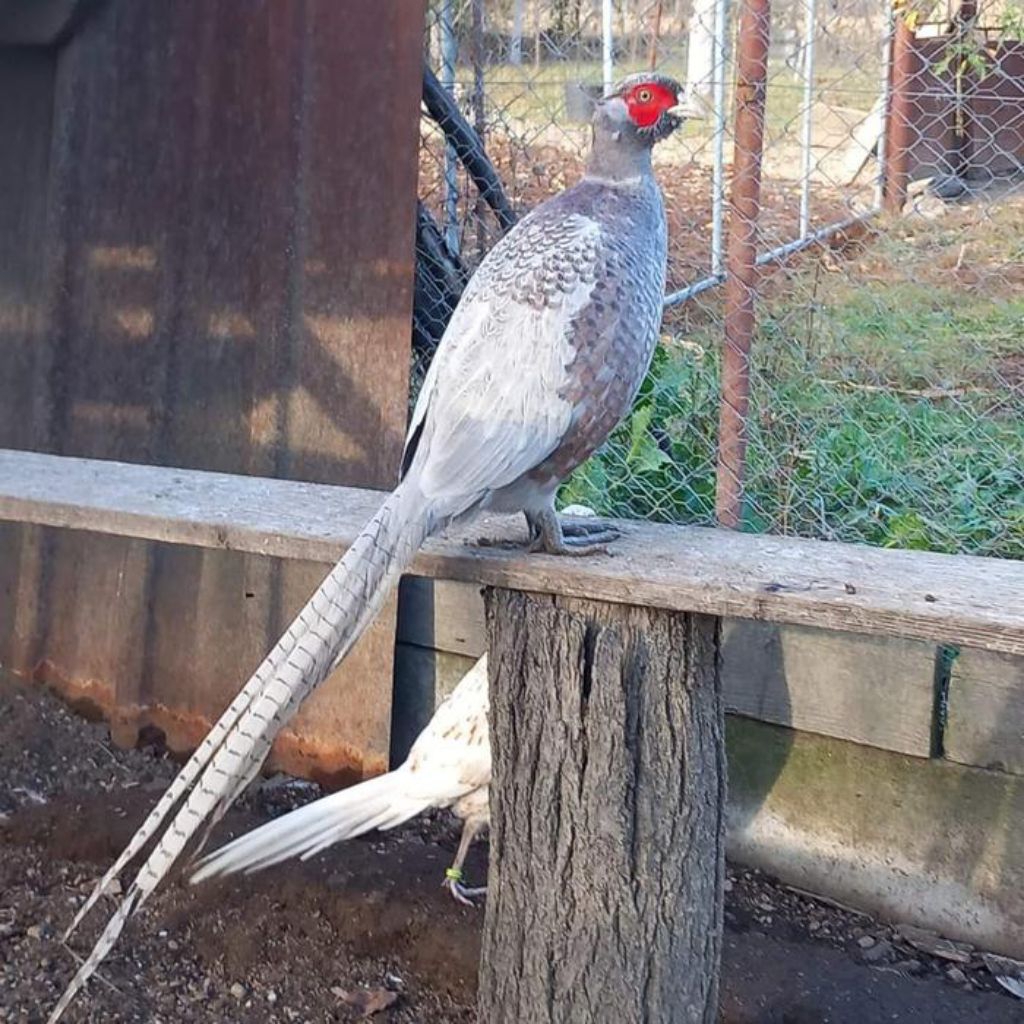 Ayam ringneck pheasant blue