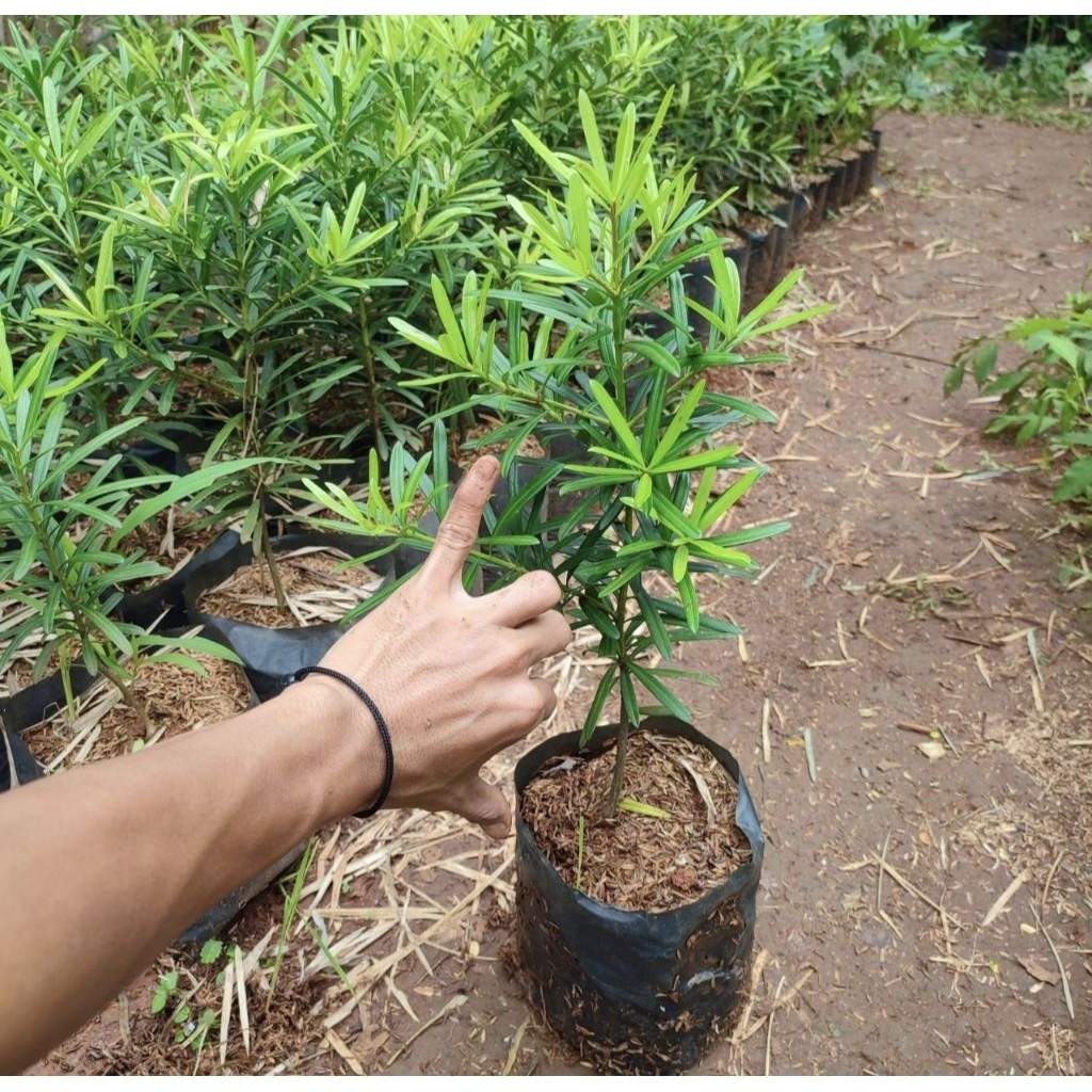 Bibit tanaman lohansung - Pohon lohansung