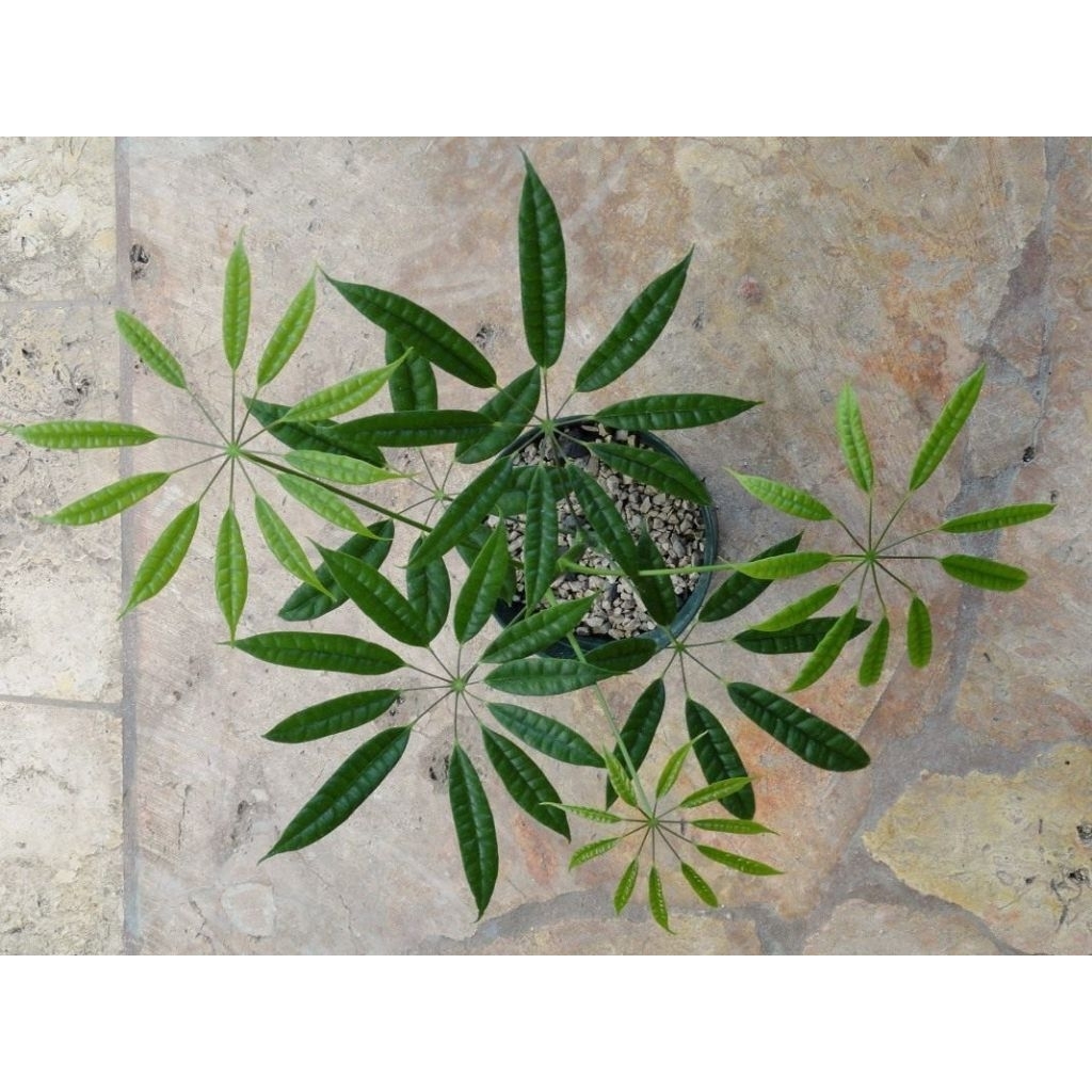 Tanaman Hias Pohon Walisongo Pete Heptapleurum Albido Bracteatum dengan Daun Hijau Segar untuk Dekor