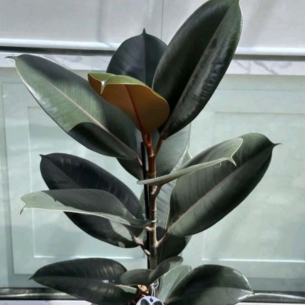 Tanaman Hias Ficus Elastica Burgundy - Tanaman Hias Aesthetic