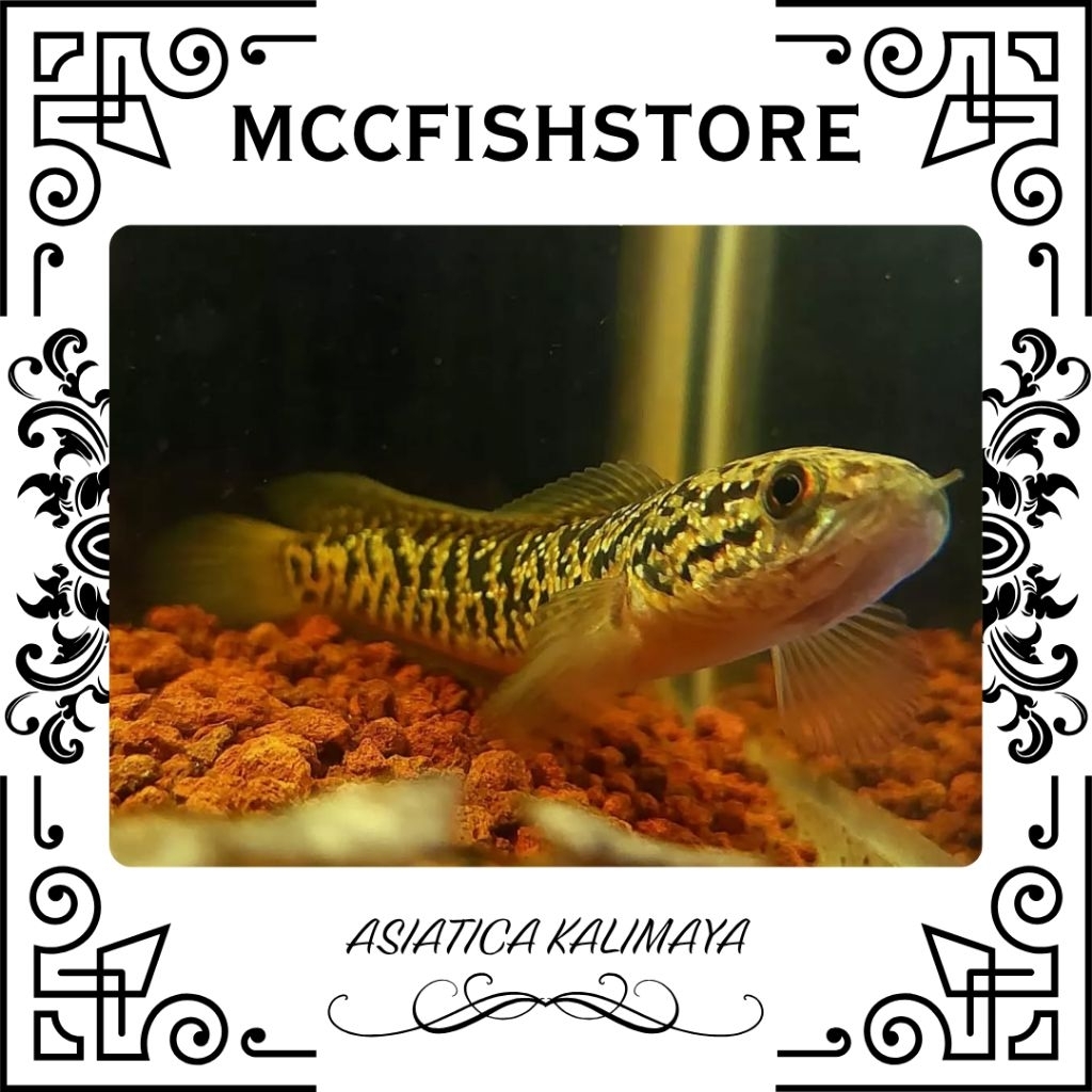 Asiatica Kalimaya Red Spot | SINGLE TANK - BEST SORTIRAN | Snakehead - Channa Berkulitas - Bergarans