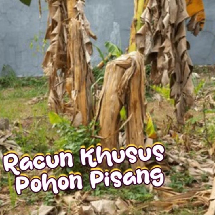 KAPAS Racun Pohon Pisang, Ampuh