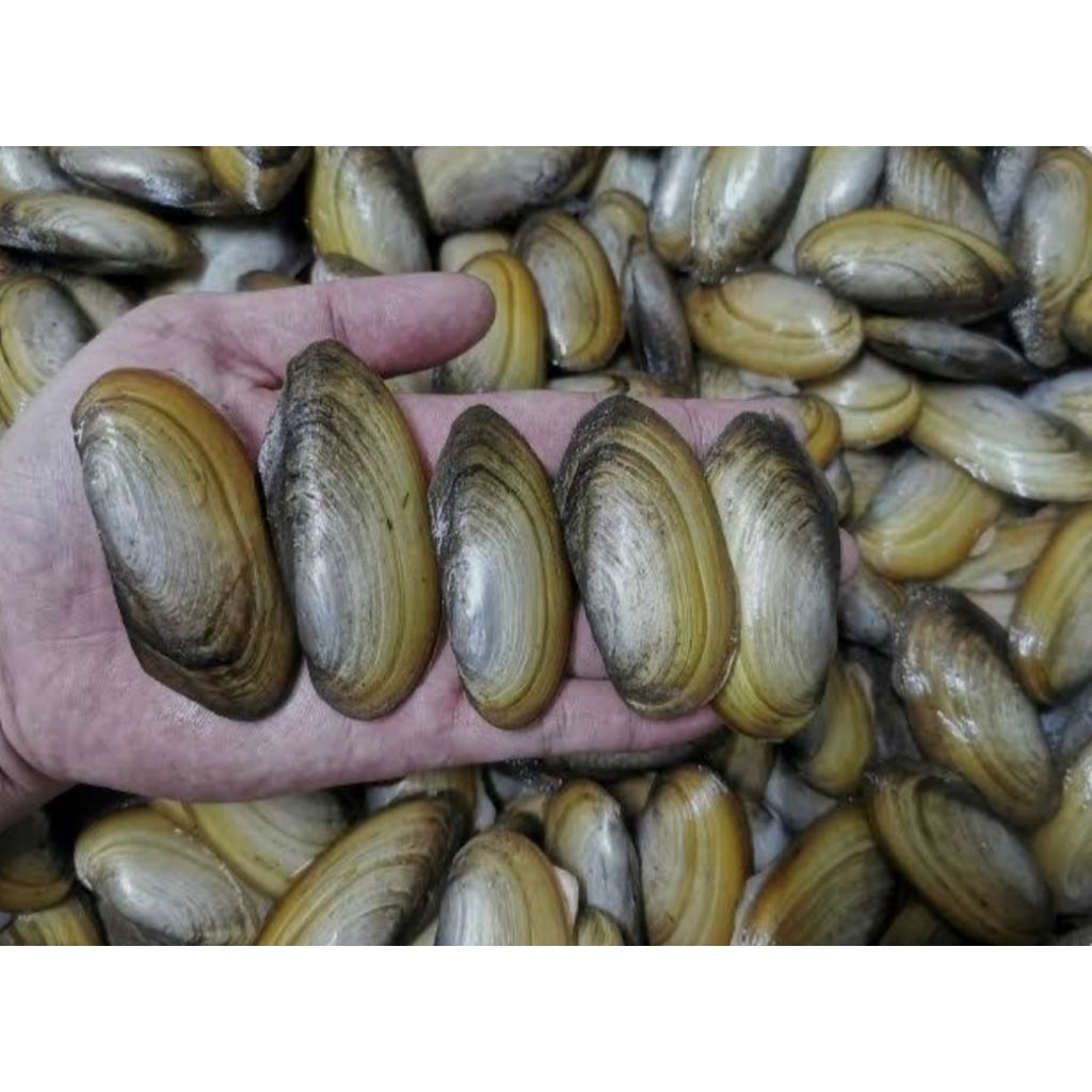 kerang air tawar hidup 1kg MURAH dijamin fress