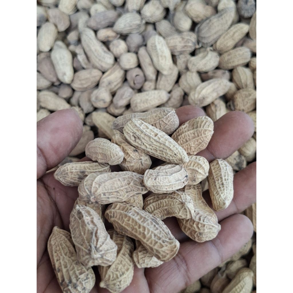 KACANG KULIT SANGRAI ORIGINAL 5 KG || gurih | renyah | manis