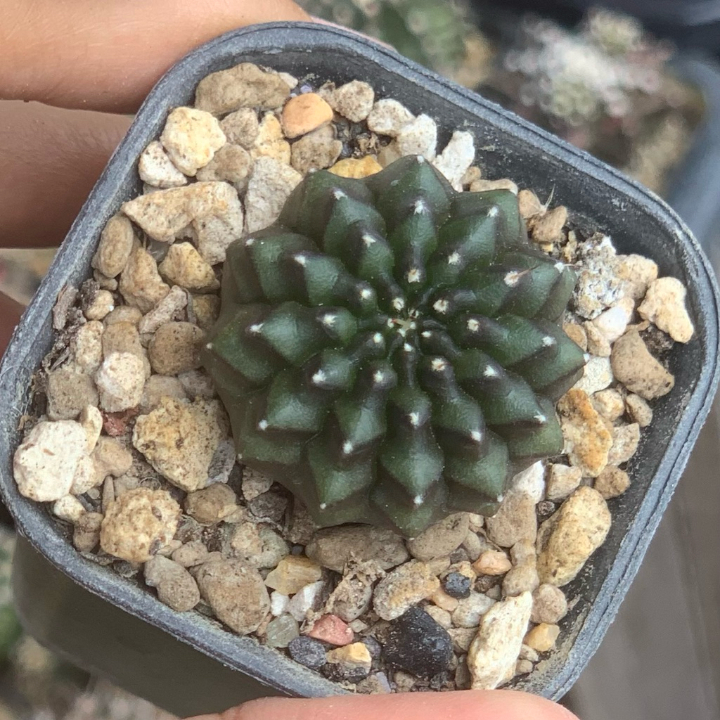 Gymnocalycium crested kristata inermis kaktus gymno pink var tipis orange miha 2178 ribs lb2178 tana