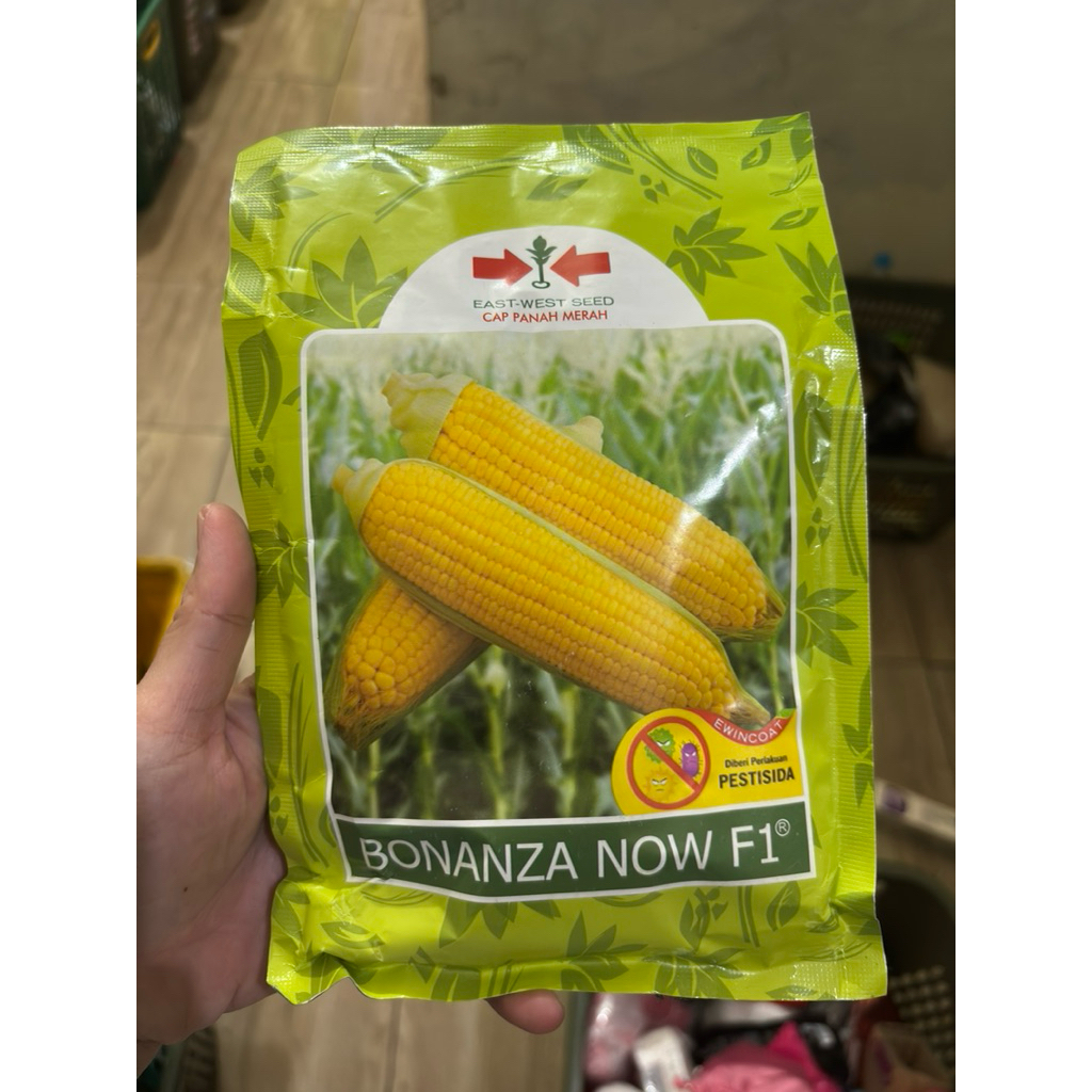 Benih jagung manis bonanza now f1