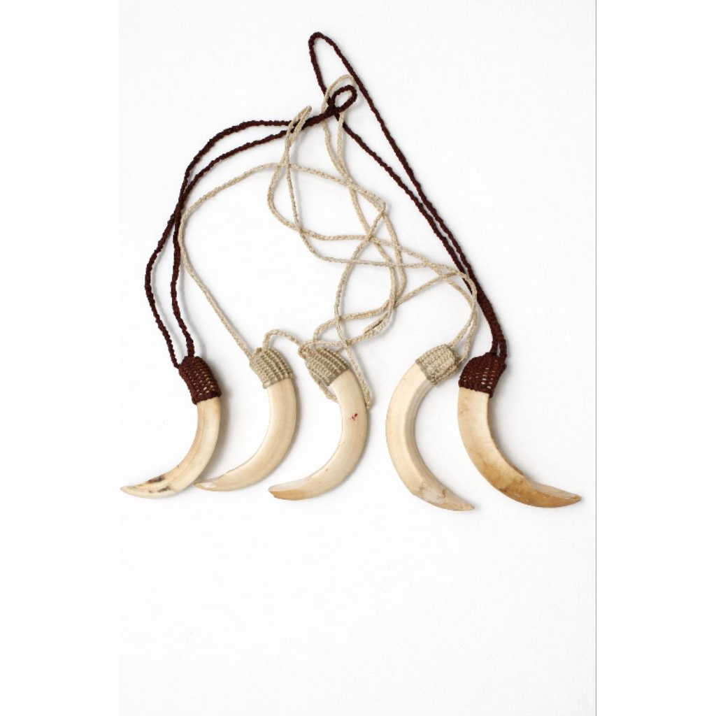 kalung adat papua asli 100 % ( taring babi )