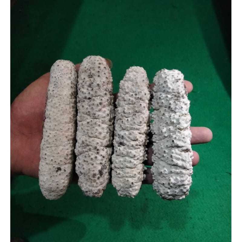 PER 1 PCS Teripang Tripang Gamat Batu Hoisom Ukuran Sedang - Membantu Penyembuhan Luka Dan Kekebalan