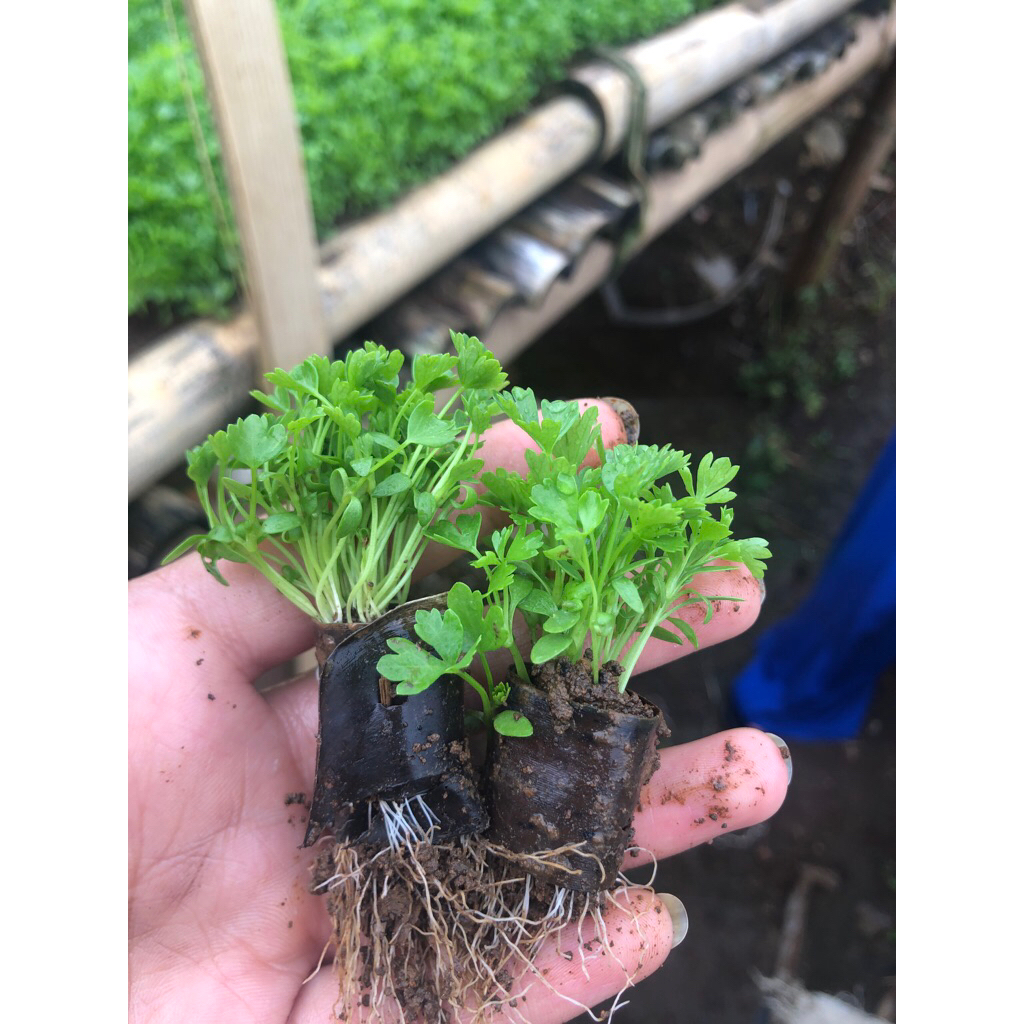 Benih Seledri hidup siap tanam merk AMIGO