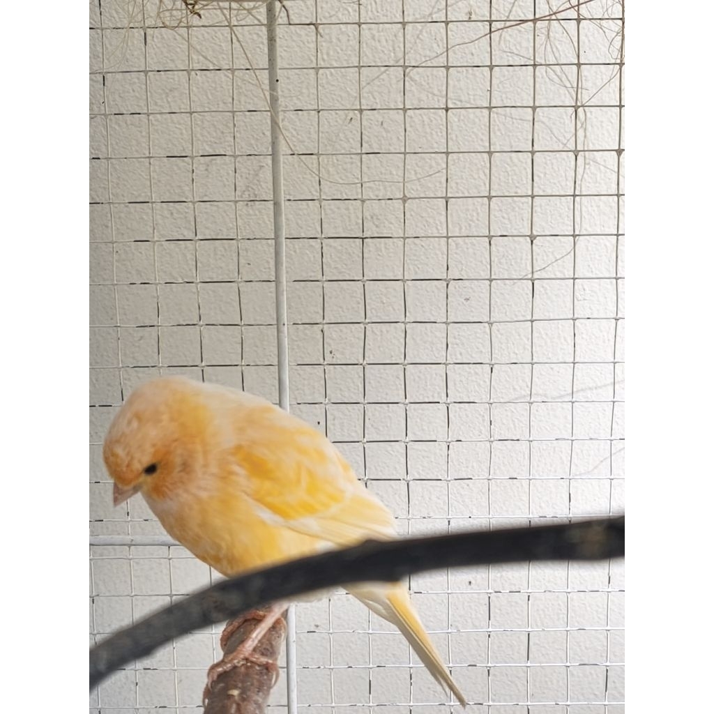 kenari lokal cerah betina siap produksi