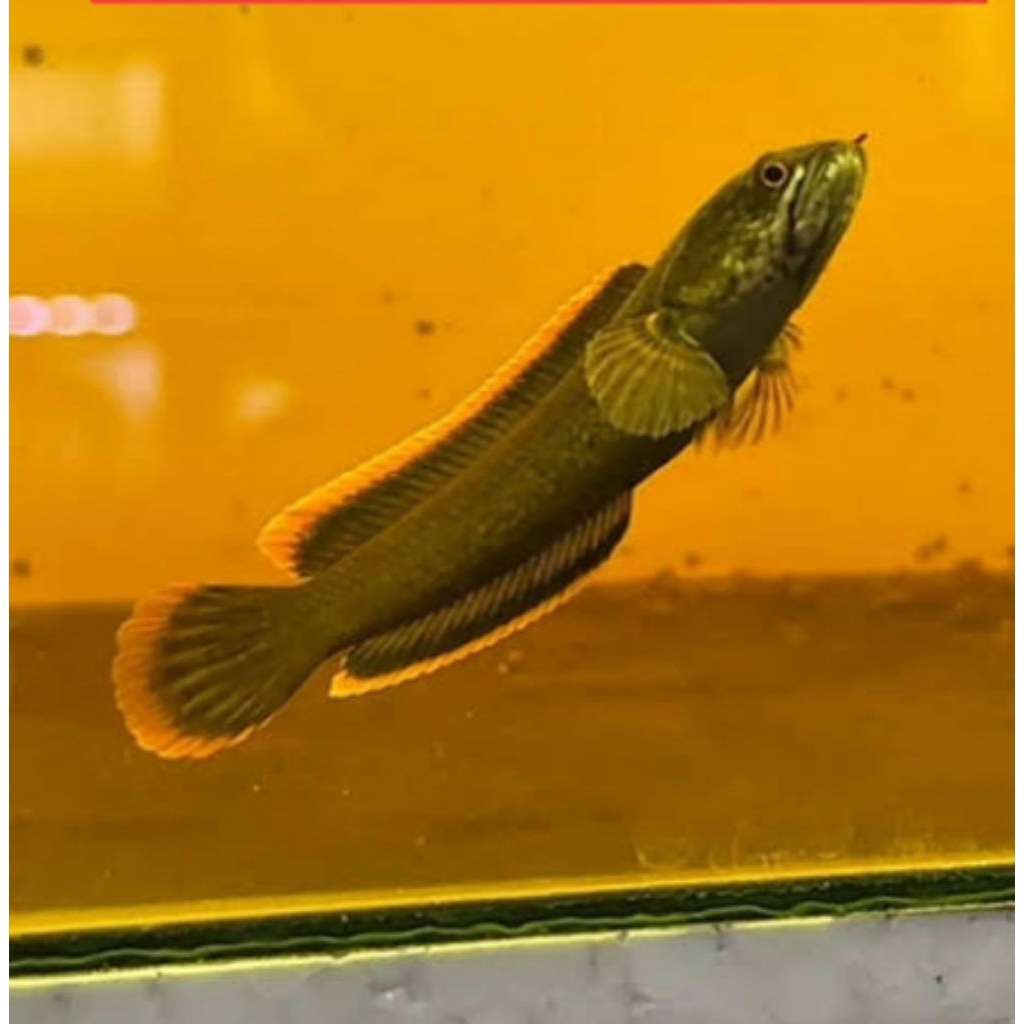 bibitan Limbata cb Single tank Calon rim tebal merah size 3-5 cm (10 ekor)