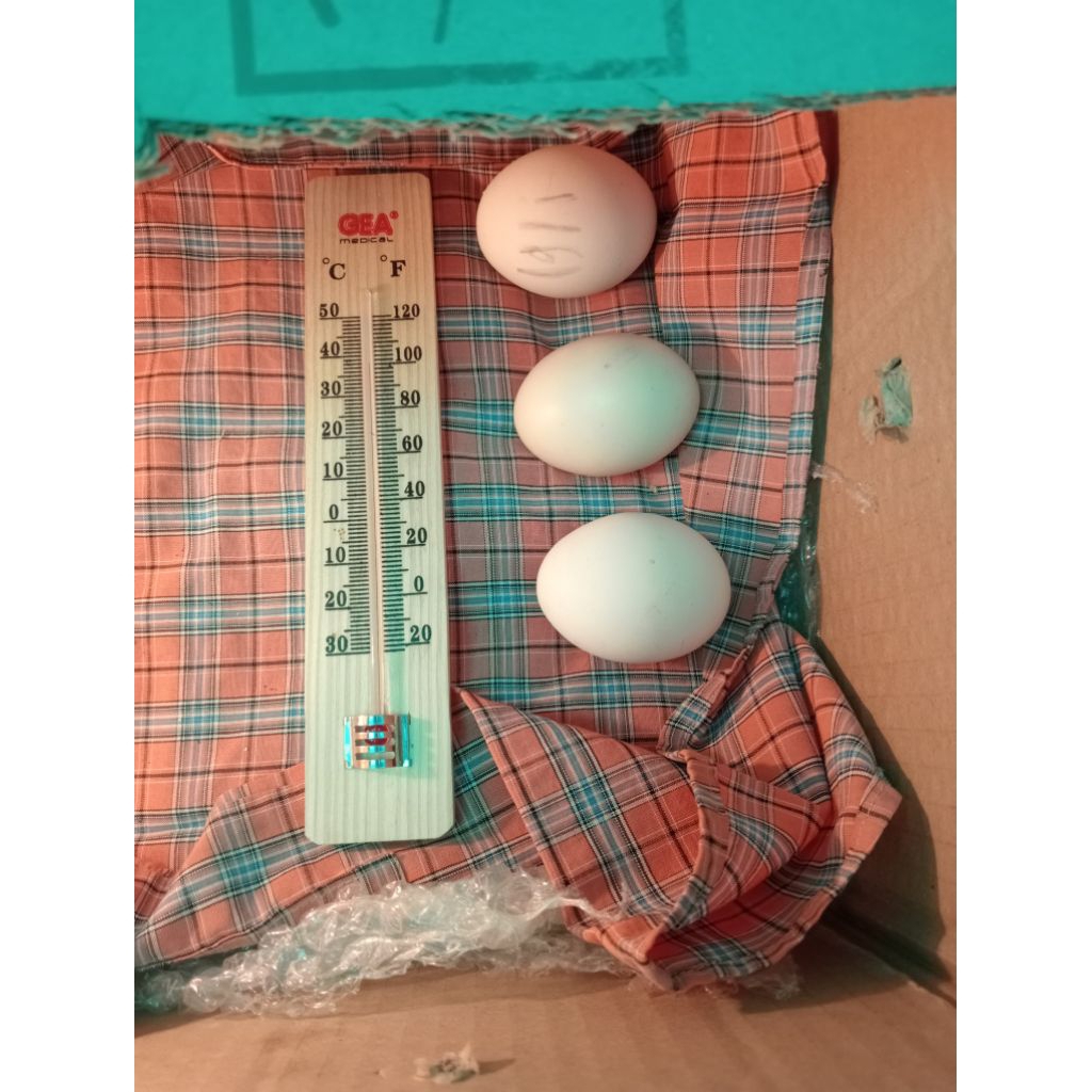 telur fertil ayam kuntara 4