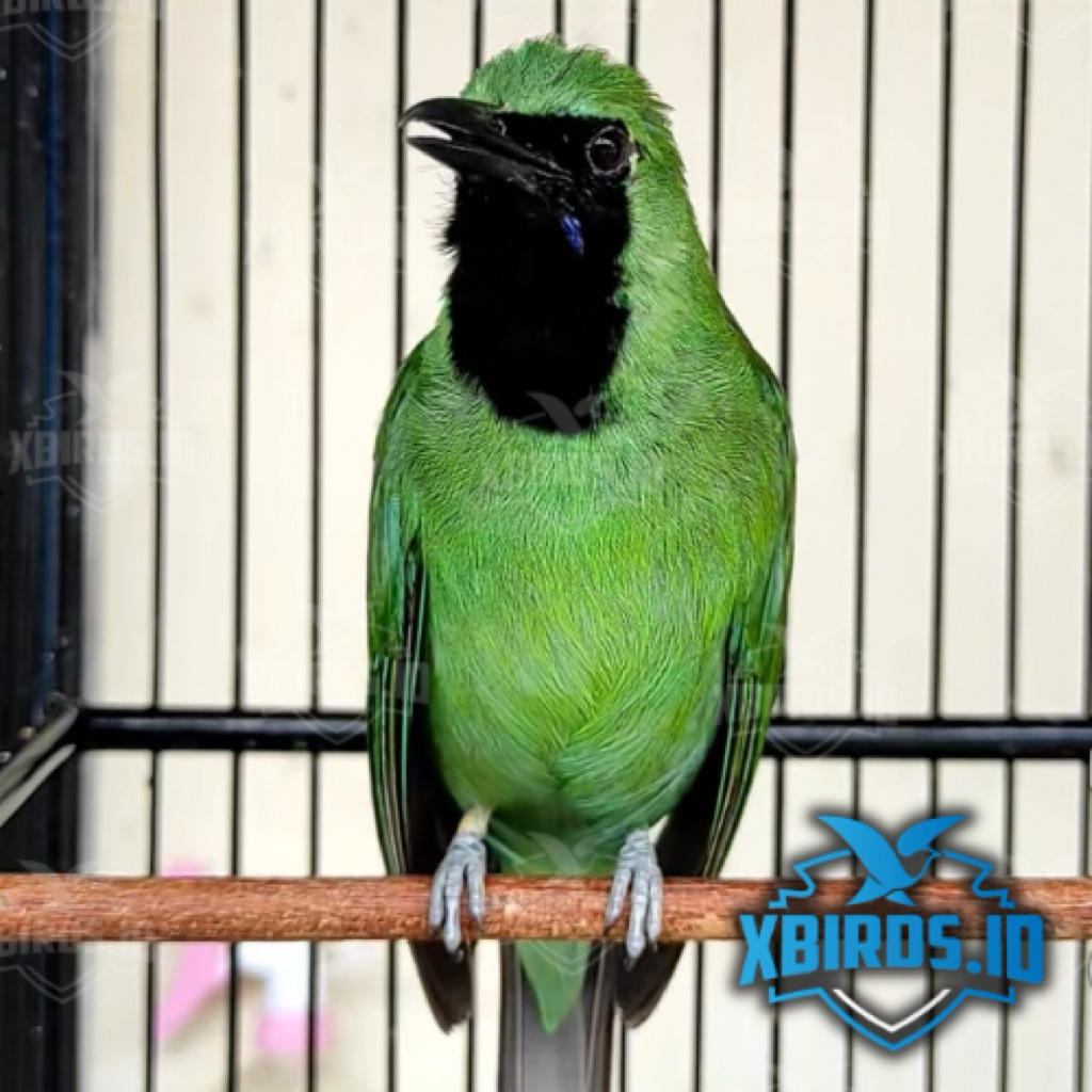 CUCAK IJO GACORAN SIAP GANTANG | PRESTASIAN