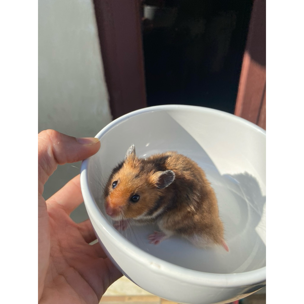 Hamster syrian golden