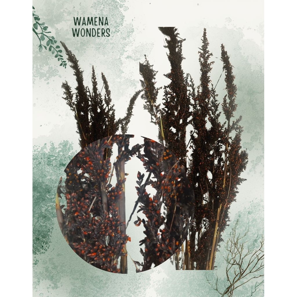Bunga Padi Wamena