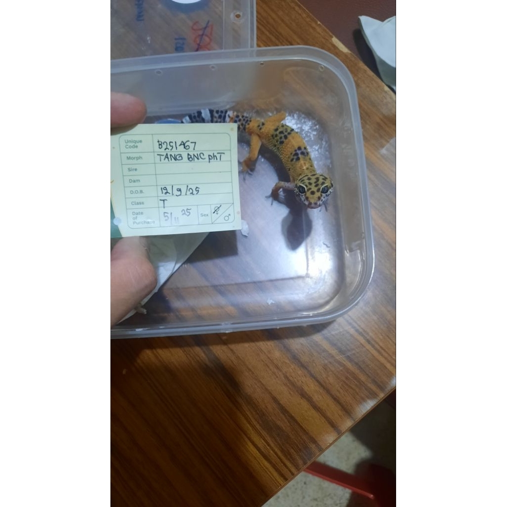 gecko Tangerine Black Night Cross Ph Tremper