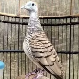 Perkutut Bangkok Gacor Dewasa Ring Prestasi