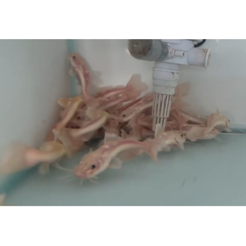 stiker ikan RTC Phantom catfish Size 14-16cm