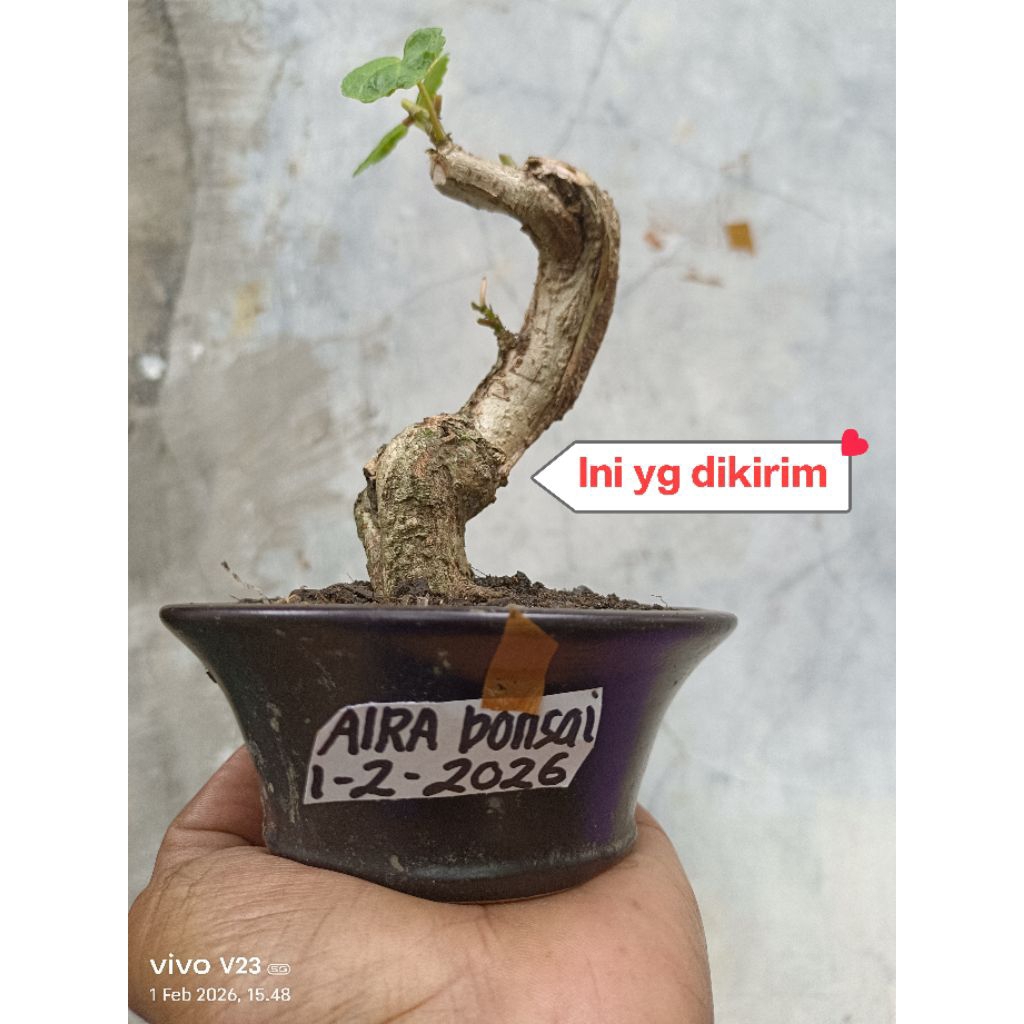 bahan bonsai waru lokal meliuk